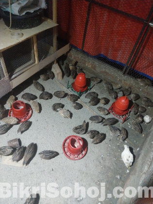 কোয়েল পাখি